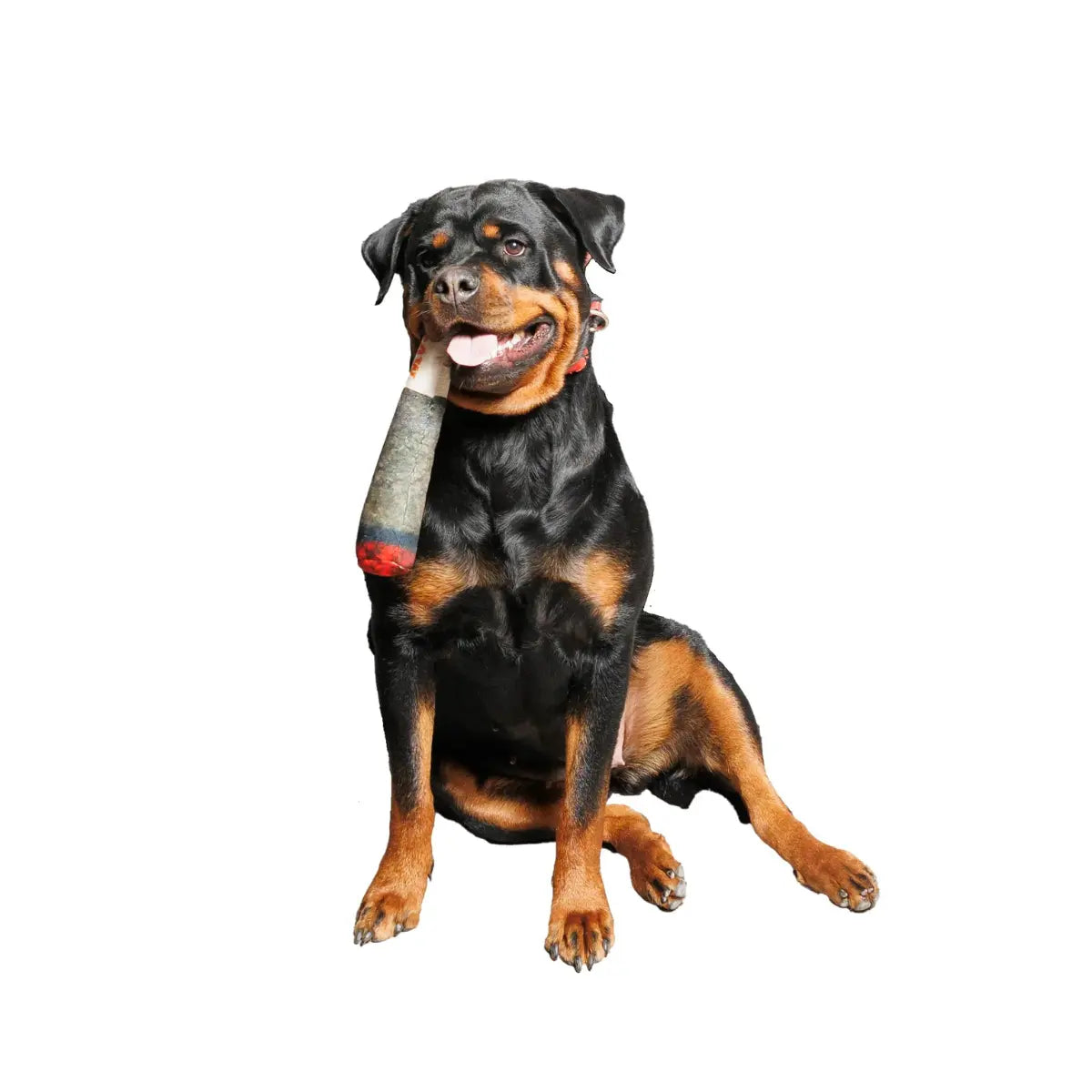 Pamper-Your-Pets-with-Taylered-Picks-Essentials-for-Happy-Tails Taylered PicksTaylerpicks.myshopify.com